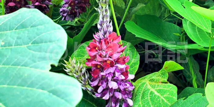 美しいくずの花