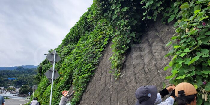 葛の花がさいていて、つんでいます　沼津の内浦のあたり