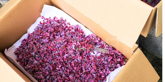 葛の花を広げて干しています