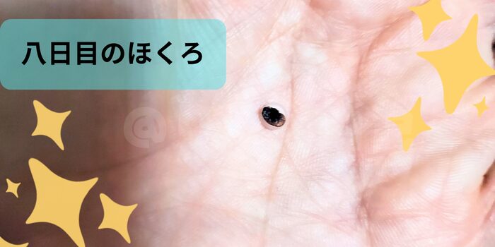 取れて落ちたほくろ